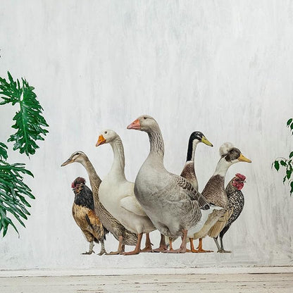 Funny Ducks Wall Decal Peel and Stick Removable Ducks Wall Stickers Funny Gift for Christmas Friends Kitchen Dishwasher Fridge Sticker Wall Window Decor Kids Bedroom Decor