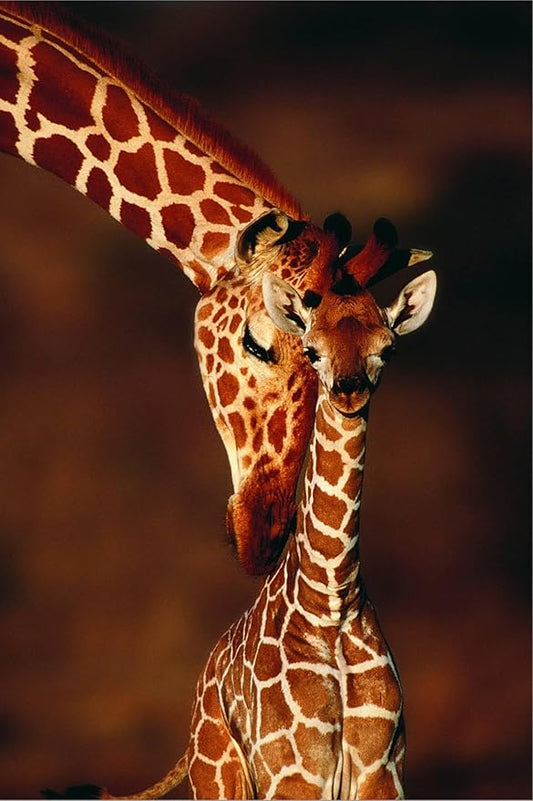 Canvas Wall Art Prints Giraffe and Baby by Lantern Press, Animals Decor, 16" x 24"